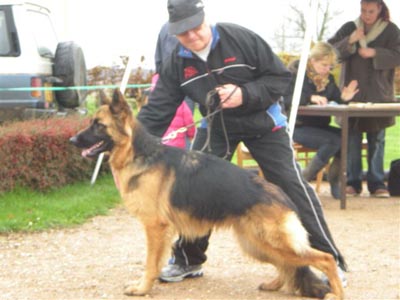 chienne berger allemand poil mi-long