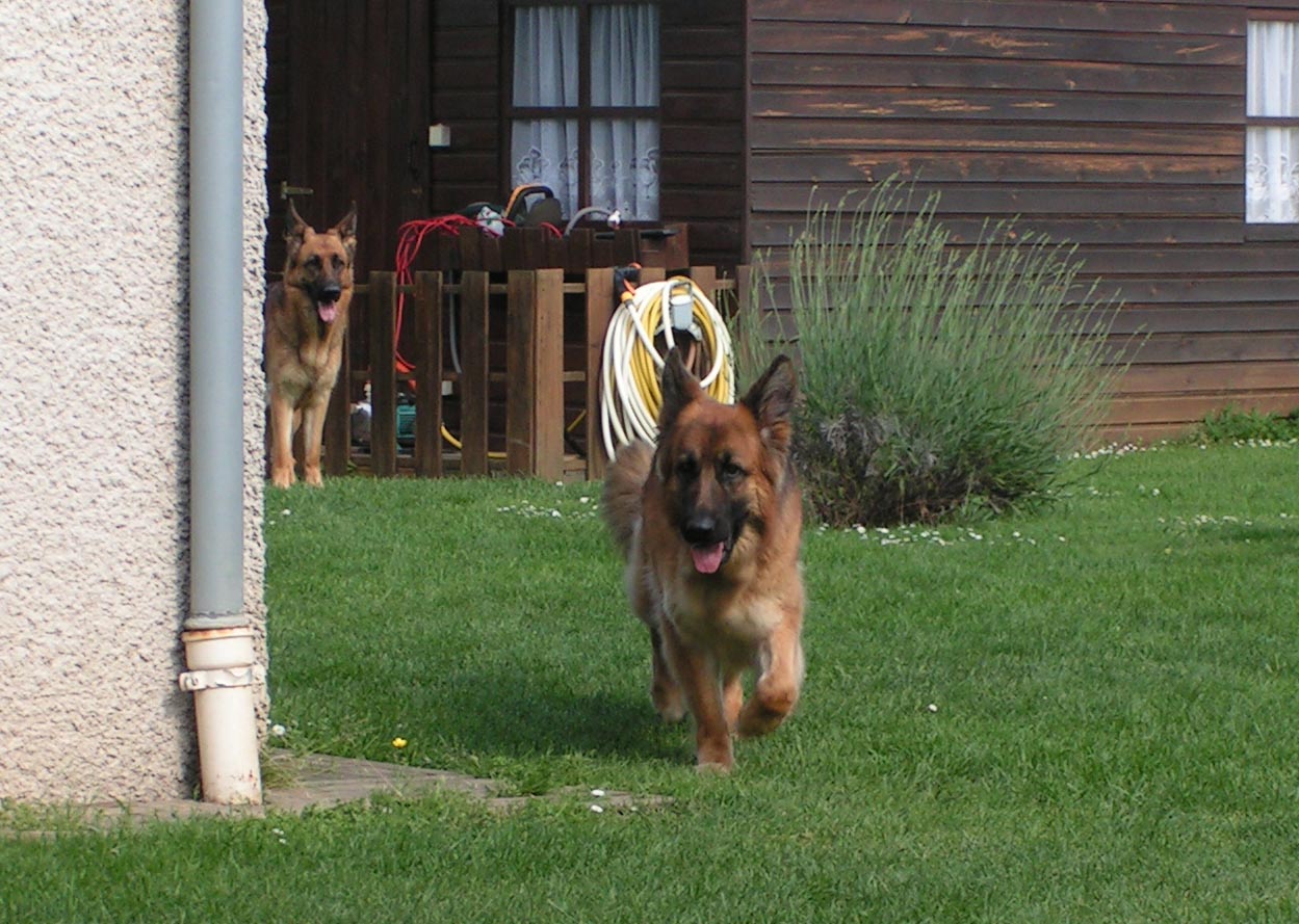 lice berger allemand poil long
